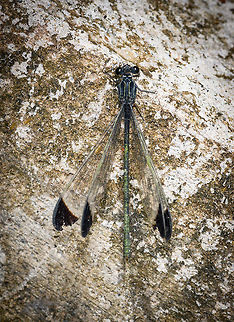 Greenish damselfly, Yunguillo, Colombia  Colombia,Colombia 2018,Colombia South,Fall,Geotagged,Mocoa,Putumayo,South America,World,Yunguillo