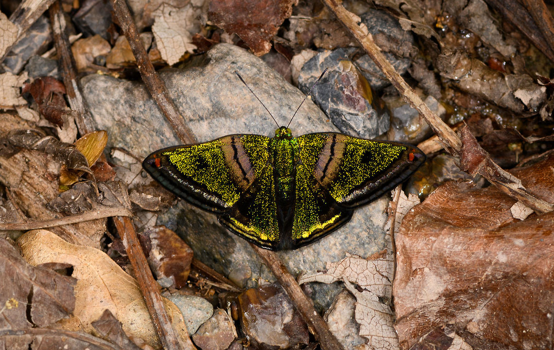 Castalia Green Mantle on rock, Yunguillo, Colombia There it is again, the glittering jewel of the Andes. <br />
<figure class="photo"><a href="https://www.jungledragon.com/image/73992/castalia_green_mantle_on_rock_-_side_view_yunguillo_colombia.html" title="Castalia Green Mantle on rock - side view, Yunguillo, Colombia"><img src="https://s3.amazonaws.com/media.jungledragon.com/images/2/73992_thumb.jpg?AWSAccessKeyId=05GMT0V3GWVNE7GGM1R2&Expires=1759968010&Signature=Wi2CkvcsSMk77AGouk9KdF%2FkkzA%3D" width="200" height="188" alt="Castalia Green Mantle on rock - side view, Yunguillo, Colombia There it is again, the glittering jewel of the Andes. <br />
https://www.jungledragon.com/image/73991/castalia_green_mantle_on_rock_yunguillo_colombia.html Caria castalia,Castalia Green Mantle,Colombia,Colombia 2018,Colombia South,Mocoa,Putumayo,South America,World,Yunguillo" /></a></figure> Caria castalia,Castalia Green Mantle,Colombia,Colombia 2018,Colombia South,Mocoa,Putumayo,South America,World,Yunguillo