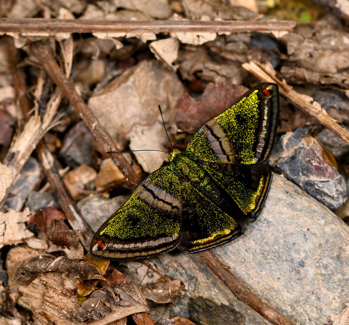 Castalia Green Mantle on rock - side view, Yunguillo, Colombia There it is again, the glittering jewel of the Andes. <br />
<figure class="photo"><a href="https://www.jungledragon.com/image/73991/castalia_green_mantle_on_rock_yunguillo_colombia.html" title="Castalia Green Mantle on rock, Yunguillo, Colombia"><img src="https://s3.amazonaws.com/media.jungledragon.com/images/2/73991_thumb.jpg?AWSAccessKeyId=05GMT0V3GWVNE7GGM1R2&Expires=1759968010&Signature=tRfXEZFbmqRE7WlVh2m6iMrz97c%3D" width="200" height="128" alt="Castalia Green Mantle on rock, Yunguillo, Colombia There it is again, the glittering jewel of the Andes. <br />
https://www.jungledragon.com/image/73992/castalia_green_mantle_on_rock_-_side_view_yunguillo_colombia.html Caria castalia,Castalia Green Mantle,Colombia,Colombia 2018,Colombia South,Mocoa,Putumayo,South America,World,Yunguillo" /></a></figure> Caria castalia,Castalia Green Mantle,Colombia,Colombia 2018,Colombia South,Mocoa,Putumayo,South America,World,Yunguillo