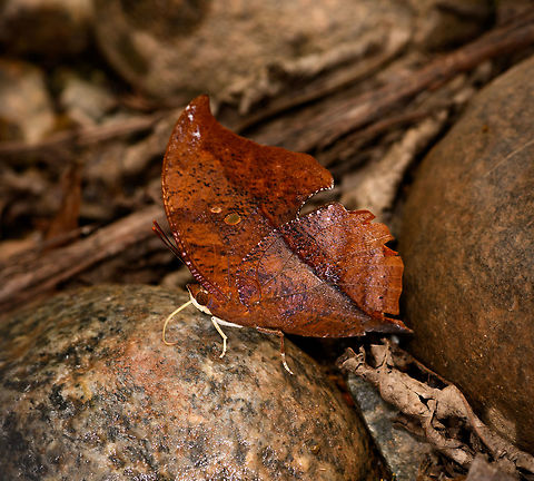 Zaretis hurin, Yunguillo, Colombia Species in this genus (Zaretis) are described by some as having the most convincing leaf-mimick capabilities in the entire insect world. They mimick a leaf's shape, texture, wear, coloration and even the blotches you might find on real leafs from insects nibbling on them.
https://www.jungledragon.com/image/73994/cramers_leafwing_-_in_habitat_yunguillo_colombia.html Colombia,Colombia 2018,Colombia South,Fall,Geotagged,Mocoa,Putumayo,South America,World,Yunguillo,Zaretis hurin