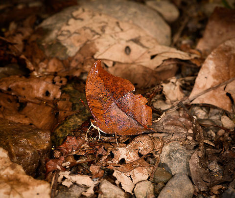 Zaretis hurin - in habitat, Yunguillo, Colombia Species in this genus (Zaretis) are described by some as having the most convincing leaf-mimick capabilities in the entire insect world. They mimick a leaf's shape, texture, wear, coloration and even the blotches you might find on real leafs from insects nibbling on them.
https://www.jungledragon.com/image/73993/cramers_leafwing_yunguillo_colombia.html Colombia,Colombia 2018,Colombia South,Mocoa,Putumayo,South America,World,Yunguillo,Zaretis hurin