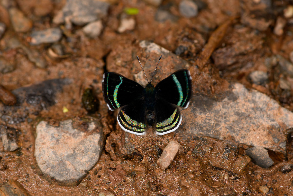 Theodora Metalmark, Yunguillo, Colombia Another shiny metalmark. This one wouldn't stop flapping its wings, so it's a bit moved. These are really tiny. Chalodeta theodora,Colombia,Colombia 2018,Colombia South,Mocoa,Putumayo,South America,Theodora Metalmark,World,Yunguillo