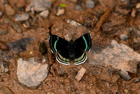 Theodora Metalmark, Yunguillo, Colombia Another shiny metalmark. This one wouldn't stop flapping its wings, so it's a bit moved. These are really tiny. Chalodeta theodora,Colombia,Colombia 2018,Colombia South,Mocoa,Putumayo,South America,Theodora Metalmark,World,Yunguillo