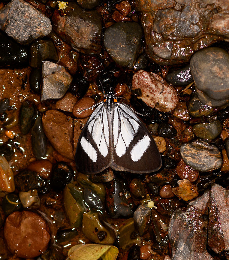 Euchontha frigida, Yunguillo, Colombia Found by day but assuming this to be a moth based on the antennae. Colombia,Colombia 2018,Colombia South,Euchontha frigida,Mocoa,Putumayo,South America,World,Yunguillo