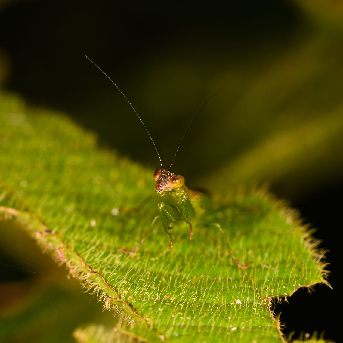 Praying Mantis, Yunguillo, Colombia  Colombia,Colombia 2018,Colombia South,Mocoa,Putumayo,South America,World,Yunguillo