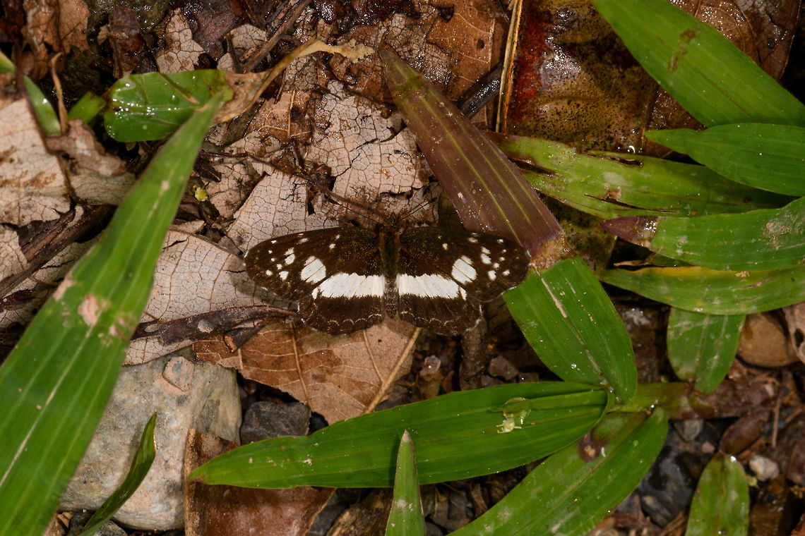 Common crescent, Yunguillo, Colombia  Colombia,Colombia 2018,Colombia South,Eresia clio,Mocoa,Putumayo,South America,World,Yunguillo