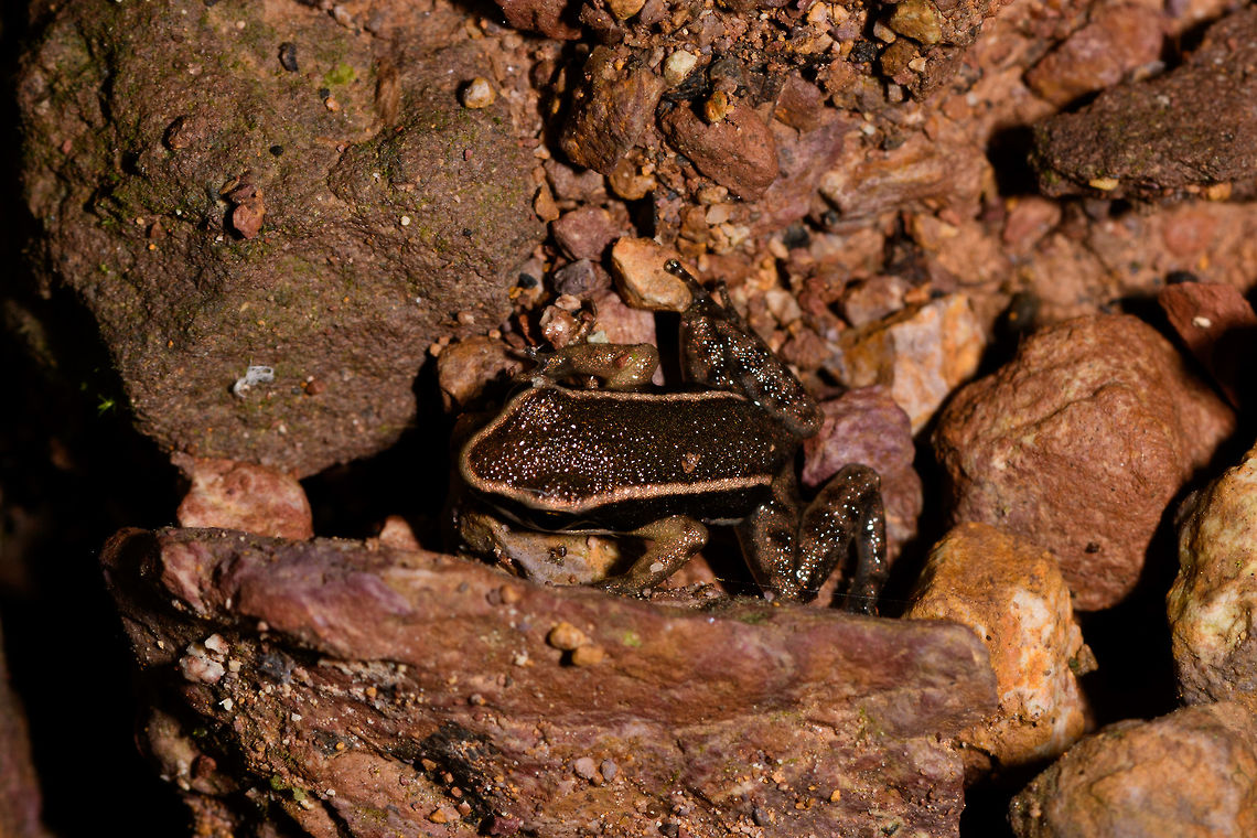 Brilliant-thighed poison frog, Yunguillo, Colombia Juvenile. A lucky find, as we weren&#039;t actively looking for it, and they&#039;re not exposed like this normally. Allobates femoralis,Brilliant-thighed poison frog,Colombia,Colombia 2018,Colombia South,Mocoa,Putumayo,South America,World,Yunguillo