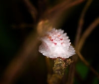 Slug or jewel caterpillar - front, Yunguillo, Colombia I've come across this species before somewhere online, but can't seem to find it anymore. <br />
https://www.jungledragon.com/image/74032/slug_or_jewel_caterpillar_-_closeup_yunguillo_colombia.html<br />
https://www.jungledragon.com/image/74033/slug_or_jewel_caterpillar_yunguillo_colombia.html Colombia,Colombia 2018,Colombia South,Mocoa,Putumayo,South America,World,Yunguillo