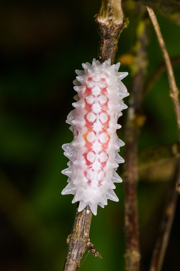 Slug or jewel caterpillar - closeup, Yunguillo, Colombia I've come across this species before somewhere online, but can't seem to find it anymore. <br />
<figure class="photo"><a href="https://www.jungledragon.com/image/74033/slug_or_jewel_caterpillar_yunguillo_colombia.html" title="Slug or jewel caterpillar, Yunguillo, Colombia"><img src="https://s3.amazonaws.com/media.jungledragon.com/images/2/74033_thumb.jpg?AWSAccessKeyId=05GMT0V3GWVNE7GGM1R2&Expires=1769040010&Signature=%2BEOFQeCKXEdOd%2BEPmeDXdNMcxo0%3D" width="200" height="134" alt="Slug or jewel caterpillar, Yunguillo, Colombia I've come across this species before somewhere online, but can't seem to find it anymore. <br />
https://www.jungledragon.com/image/74032/slug_or_jewel_caterpillar_-_closeup_yunguillo_colombia.html<br />
https://www.jungledragon.com/image/74031/slug_or_jewel_caterpillar_-_front_yunguillo_colombia.html Colombia,Colombia 2018,Colombia South,Mocoa,Putumayo,South America,World,Yunguillo" /></a></figure><br />
<figure class="photo"><a href="https://www.jungledragon.com/image/74031/slug_or_jewel_caterpillar_-_front_yunguillo_colombia.html" title="Slug or jewel caterpillar - front, Yunguillo, Colombia"><img src="https://s3.amazonaws.com/media.jungledragon.com/images/2/74031_thumb.jpg?AWSAccessKeyId=05GMT0V3GWVNE7GGM1R2&Expires=1769040010&Signature=3XDsjmtFNG4%2Fd%2BlnclCqQbtBnaY%3D" width="200" height="170" alt="Slug or jewel caterpillar - front, Yunguillo, Colombia I've come across this species before somewhere online, but can't seem to find it anymore. <br />
https://www.jungledragon.com/image/74032/slug_or_jewel_caterpillar_-_closeup_yunguillo_colombia.html<br />
https://www.jungledragon.com/image/74033/slug_or_jewel_caterpillar_yunguillo_colombia.html Colombia,Colombia 2018,Colombia South,Mocoa,Putumayo,South America,World,Yunguillo" /></a></figure> Colombia,Colombia 2018,Colombia South,Mocoa,Putumayo,South America,World,Yunguillo