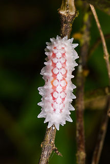 Slug or jewel caterpillar - closeup, Yunguillo, Colombia I've come across this species before somewhere online, but can't seem to find it anymore. 
https://www.jungledragon.com/image/74033/slug_or_jewel_caterpillar_yunguillo_colombia.html
https://www.jungledragon.com/image/74031/slug_or_jewel_caterpillar_-_front_yunguillo_colombia.html Colombia,Colombia 2018,Colombia South,Mocoa,Putumayo,South America,World,Yunguillo