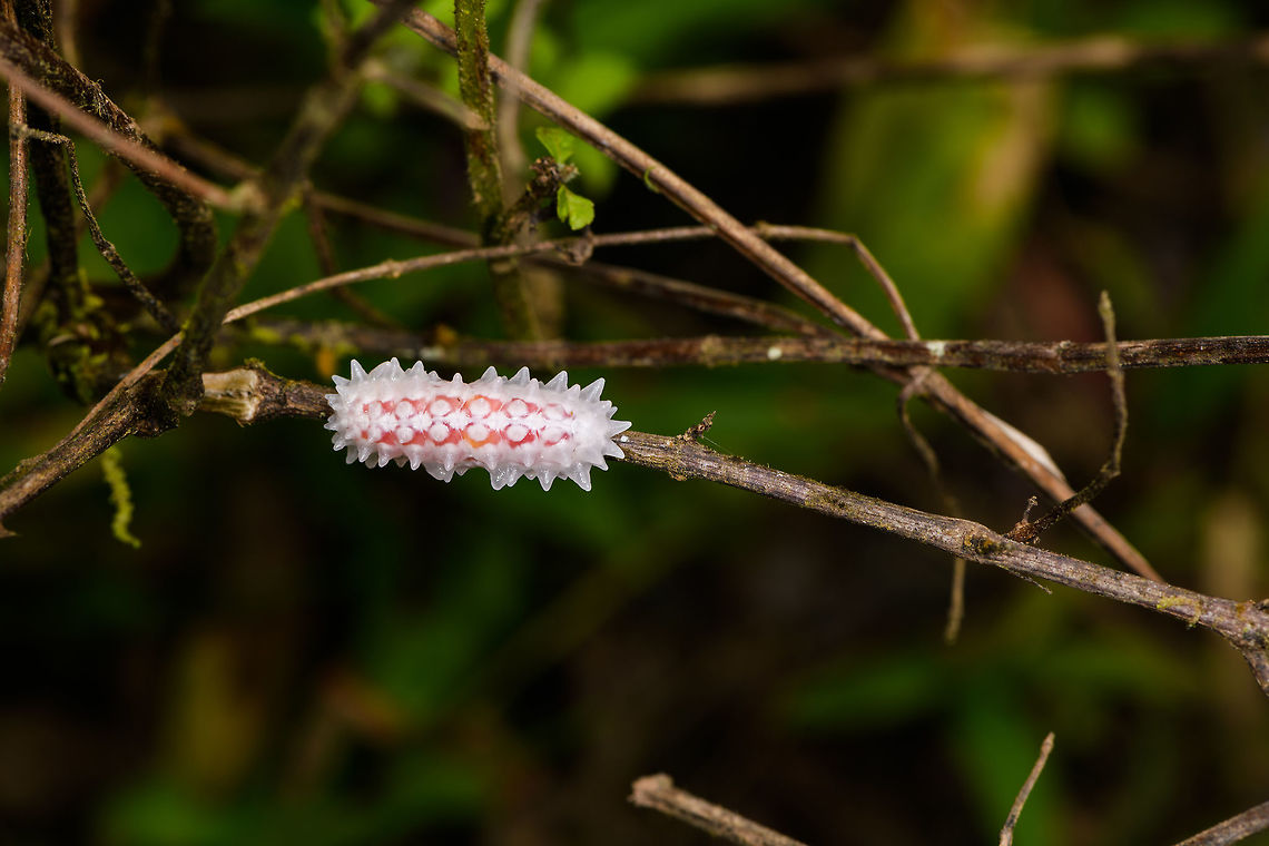 Slug or jewel caterpillar, Yunguillo, Colombia I've come across this species before somewhere online, but can't seem to find it anymore. <br />
<figure class="photo"><a href="https://www.jungledragon.com/image/74032/slug_or_jewel_caterpillar_-_closeup_yunguillo_colombia.html" title="Slug or jewel caterpillar - closeup, Yunguillo, Colombia"><img src="https://s3.amazonaws.com/media.jungledragon.com/images/2/74032_thumb.jpg?AWSAccessKeyId=05GMT0V3GWVNE7GGM1R2&Expires=1769040010&Signature=eNYNQ7FPojShBmrO9wibTxhuKls%3D" width="102" height="152" alt="Slug or jewel caterpillar - closeup, Yunguillo, Colombia I've come across this species before somewhere online, but can't seem to find it anymore. <br />
https://www.jungledragon.com/image/74033/slug_or_jewel_caterpillar_yunguillo_colombia.html<br />
https://www.jungledragon.com/image/74031/slug_or_jewel_caterpillar_-_front_yunguillo_colombia.html Colombia,Colombia 2018,Colombia South,Mocoa,Putumayo,South America,World,Yunguillo" /></a></figure><br />
<figure class="photo"><a href="https://www.jungledragon.com/image/74031/slug_or_jewel_caterpillar_-_front_yunguillo_colombia.html" title="Slug or jewel caterpillar - front, Yunguillo, Colombia"><img src="https://s3.amazonaws.com/media.jungledragon.com/images/2/74031_thumb.jpg?AWSAccessKeyId=05GMT0V3GWVNE7GGM1R2&Expires=1769040010&Signature=3XDsjmtFNG4%2Fd%2BlnclCqQbtBnaY%3D" width="200" height="170" alt="Slug or jewel caterpillar - front, Yunguillo, Colombia I've come across this species before somewhere online, but can't seem to find it anymore. <br />
https://www.jungledragon.com/image/74032/slug_or_jewel_caterpillar_-_closeup_yunguillo_colombia.html<br />
https://www.jungledragon.com/image/74033/slug_or_jewel_caterpillar_yunguillo_colombia.html Colombia,Colombia 2018,Colombia South,Mocoa,Putumayo,South America,World,Yunguillo" /></a></figure> Colombia,Colombia 2018,Colombia South,Mocoa,Putumayo,South America,World,Yunguillo