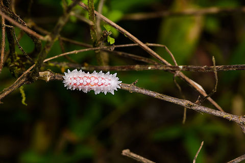 Slug or jewel caterpillar, Yunguillo, Colombia I've come across this species before somewhere online, but can't seem to find it anymore. 
https://www.jungledragon.com/image/74032/slug_or_jewel_caterpillar_-_closeup_yunguillo_colombia.html
https://www.jungledragon.com/image/74031/slug_or_jewel_caterpillar_-_front_yunguillo_colombia.html Colombia,Colombia 2018,Colombia South,Mocoa,Putumayo,South America,World,Yunguillo