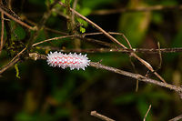 Slug or jewel caterpillar, Yunguillo, Colombia I've come across this species before somewhere online, but can't seem to find it anymore. <br />
https://www.jungledragon.com/image/74032/slug_or_jewel_caterpillar_-_closeup_yunguillo_colombia.html<br />
https://www.jungledragon.com/image/74031/slug_or_jewel_caterpillar_-_front_yunguillo_colombia.html Colombia,Colombia 2018,Colombia South,Mocoa,Putumayo,South America,World,Yunguillo