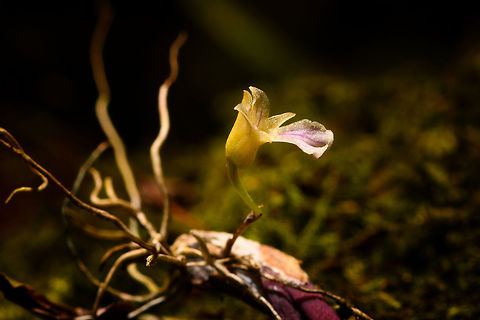 Ionopsis satyroides - flower side, Yunguillo, Colombia A small orchid found on a fallen branch in Yunguillo, Colombia.
https://www.jungledragon.com/image/74097/ionopsis_satyroides_-_flower_side_yunguillo_colombia.html
https://www.jungledragon.com/image/74098/ionopsis_satyroides_-_flower_front_yunguillo_colombia.html Colombia,Colombia 2018,Colombia South,Fall,Geotagged,Ionopsis satyroides,Mocoa,Putumayo,South America,World,Yunguillo