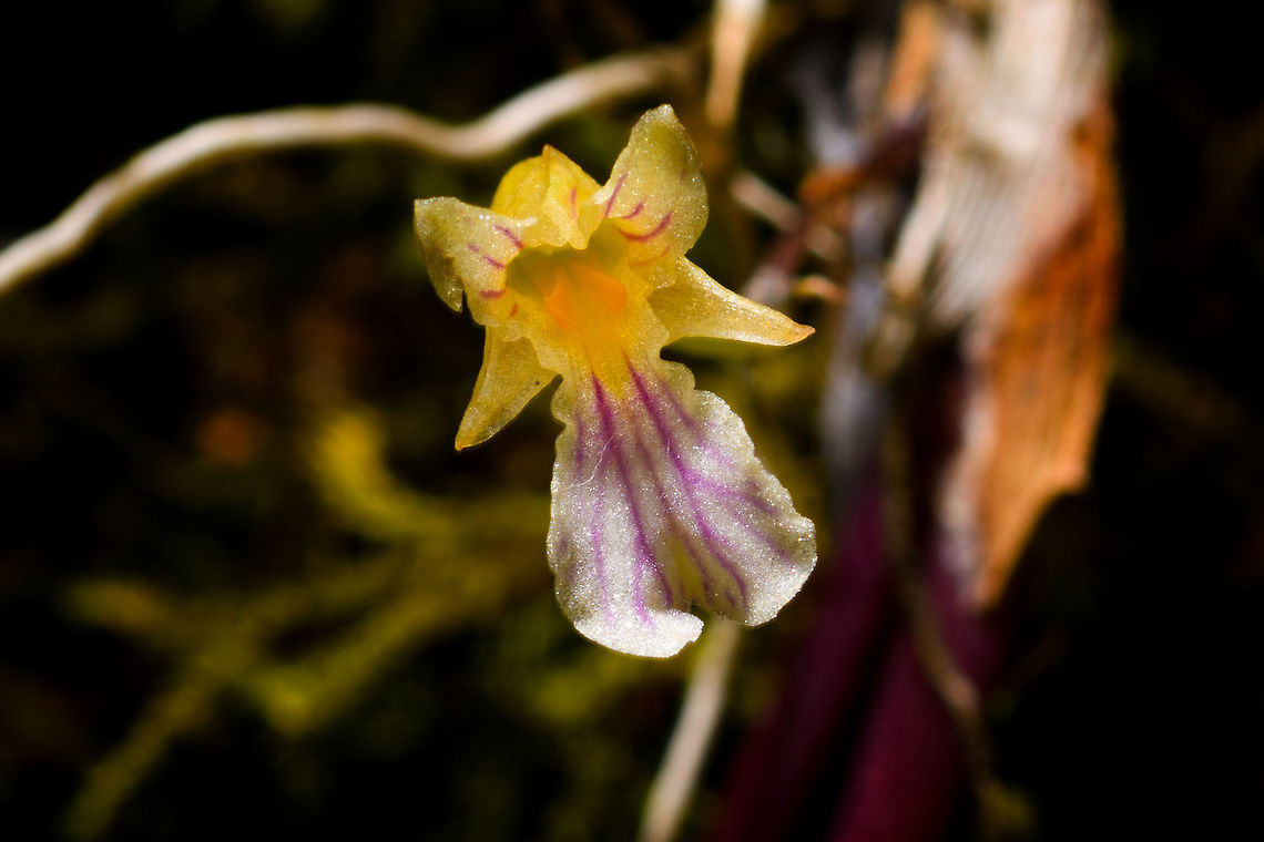 Ionopsis satyroides - flower front, Yunguillo, Colombia A small orchid found on a fallen branch in Yunguillo, Colombia.<br />
<figure class="photo"><a href="https://www.jungledragon.com/image/74099/ionopsis_satyroides_-_full_plant_yunguillo_colombia.html" title="Ionopsis satyroides - full plant, Yunguillo, Colombia"><img src="https://s3.amazonaws.com/media.jungledragon.com/images/2/74099_thumb.jpg?AWSAccessKeyId=05GMT0V3GWVNE7GGM1R2&Expires=1759968010&Signature=A%2Ff4yXBGN9O0QBYm6Y98RrQZSP4%3D" width="118" height="152" alt="Ionopsis satyroides - full plant, Yunguillo, Colombia A small orchid found on a fallen branch in Yunguillo, Colombia.<br />
https://www.jungledragon.com/image/74097/ionopsis_satyroides_-_flower_side_yunguillo_colombia.html<br />
https://www.jungledragon.com/image/74098/ionopsis_satyroides_-_flower_front_yunguillo_colombia.html Colombia,Colombia 2018,Colombia South,Ionopsis satyroides,Mocoa,Putumayo,South America,World,Yunguillo" /></a></figure><br />
<figure class="photo"><a href="https://www.jungledragon.com/image/74097/ionopsis_satyroides_-_flower_side_yunguillo_colombia.html" title="Ionopsis satyroides - flower side, Yunguillo, Colombia"><img src="https://s3.amazonaws.com/media.jungledragon.com/images/2/74097_thumb.jpg?AWSAccessKeyId=05GMT0V3GWVNE7GGM1R2&Expires=1759968010&Signature=pPWPxgAYxpz9cBKENtvpEE4bYho%3D" width="200" height="134" alt="Ionopsis satyroides - flower side, Yunguillo, Colombia A small orchid found on a fallen branch in Yunguillo, Colombia.<br />
https://www.jungledragon.com/image/74097/ionopsis_satyroides_-_flower_side_yunguillo_colombia.html<br />
https://www.jungledragon.com/image/74098/ionopsis_satyroides_-_flower_front_yunguillo_colombia.html Colombia,Colombia 2018,Colombia South,Fall,Geotagged,Ionopsis satyroides,Mocoa,Putumayo,South America,World,Yunguillo" /></a></figure> Colombia,Colombia 2018,Colombia South,Fall,Geotagged,Ionopsis satyroides,Mocoa,Putumayo,South America,World,Yunguillo