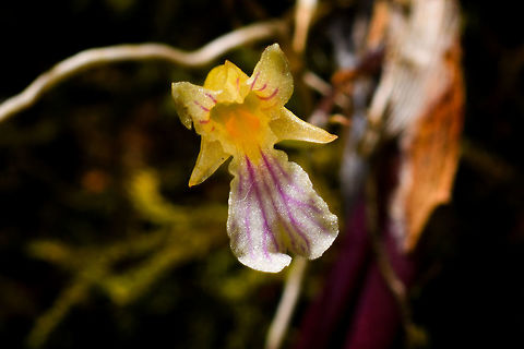 Ionopsis satyroides - flower front, Yunguillo, Colombia A small orchid found on a fallen branch in Yunguillo, Colombia.
https://www.jungledragon.com/image/74099/ionopsis_satyroides_-_full_plant_yunguillo_colombia.html
https://www.jungledragon.com/image/74097/ionopsis_satyroides_-_flower_side_yunguillo_colombia.html Colombia,Colombia 2018,Colombia South,Fall,Geotagged,Ionopsis satyroides,Mocoa,Putumayo,South America,World,Yunguillo