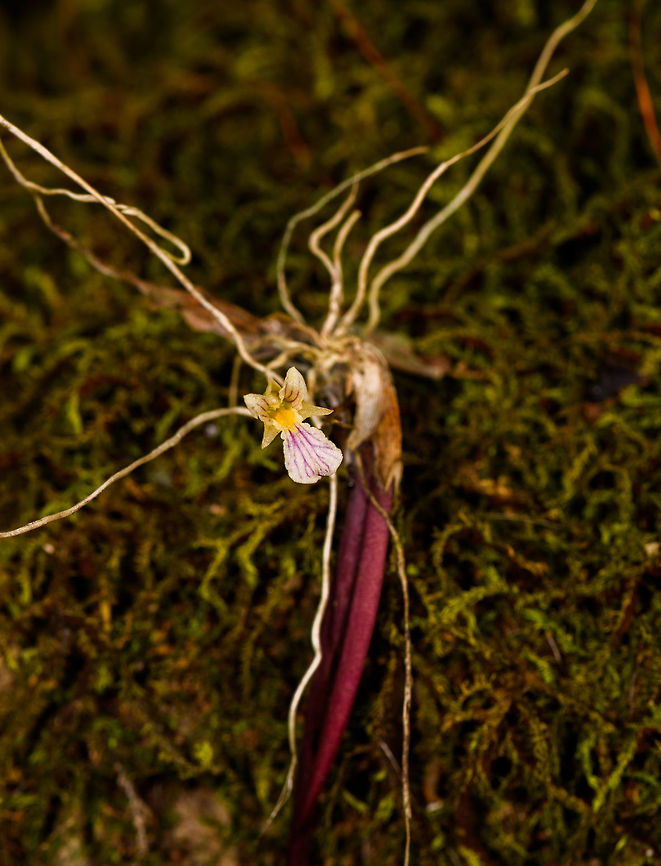 Ionopsis satyroides - full plant, Yunguillo, Colombia A small orchid found on a fallen branch in Yunguillo, Colombia.<br />
<figure class="photo"><a href="https://www.jungledragon.com/image/74097/ionopsis_satyroides_-_flower_side_yunguillo_colombia.html" title="Ionopsis satyroides - flower side, Yunguillo, Colombia"><img src="https://s3.amazonaws.com/media.jungledragon.com/images/2/74097_thumb.jpg?AWSAccessKeyId=05GMT0V3GWVNE7GGM1R2&Expires=1759968010&Signature=pPWPxgAYxpz9cBKENtvpEE4bYho%3D" width="200" height="134" alt="Ionopsis satyroides - flower side, Yunguillo, Colombia A small orchid found on a fallen branch in Yunguillo, Colombia.<br />
https://www.jungledragon.com/image/74097/ionopsis_satyroides_-_flower_side_yunguillo_colombia.html<br />
https://www.jungledragon.com/image/74098/ionopsis_satyroides_-_flower_front_yunguillo_colombia.html Colombia,Colombia 2018,Colombia South,Fall,Geotagged,Ionopsis satyroides,Mocoa,Putumayo,South America,World,Yunguillo" /></a></figure><br />
<figure class="photo"><a href="https://www.jungledragon.com/image/74098/ionopsis_satyroides_-_flower_front_yunguillo_colombia.html" title="Ionopsis satyroides - flower front, Yunguillo, Colombia"><img src="https://s3.amazonaws.com/media.jungledragon.com/images/2/74098_thumb.jpg?AWSAccessKeyId=05GMT0V3GWVNE7GGM1R2&Expires=1759968010&Signature=1%2BX1sYlvAII3BA%2F65EN%2BOMROSa4%3D" width="200" height="134" alt="Ionopsis satyroides - flower front, Yunguillo, Colombia A small orchid found on a fallen branch in Yunguillo, Colombia.<br />
https://www.jungledragon.com/image/74099/ionopsis_satyroides_-_full_plant_yunguillo_colombia.html<br />
https://www.jungledragon.com/image/74097/ionopsis_satyroides_-_flower_side_yunguillo_colombia.html Colombia,Colombia 2018,Colombia South,Fall,Geotagged,Ionopsis satyroides,Mocoa,Putumayo,South America,World,Yunguillo" /></a></figure> Colombia,Colombia 2018,Colombia South,Ionopsis satyroides,Mocoa,Putumayo,South America,World,Yunguillo