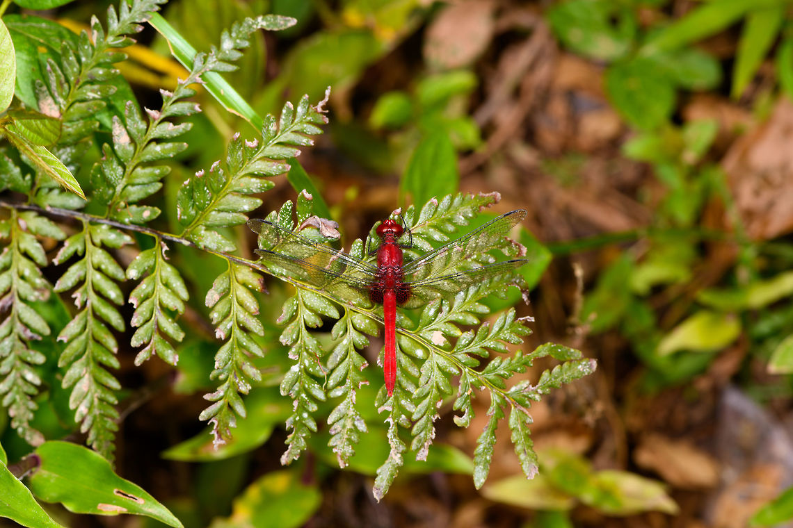 All-red dragonfly at rest, Yunguillo, Colombia  Colombia,Colombia 2018,Colombia South,Mocoa,Putumayo,South America,World,Yunguillo