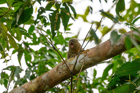 Pygmy marmoset, Putumayo, Colombia In the afternoon of this day, we made way to some farmland on the outskirts of Mocoa where we would have good odds to see a Pygmy Marmoset. These are the smallest monkeys in the world, yet not the smallest primates, weighing a mere 100 grams as an adult. They typically have tiny feeding territories where they hang around 1 or 2 trees from which they drink the gum (sap). I've included a photo of such a tree in this set. They stick around that tree until it is depleted, and then move their territory. Since we knew the location of the tree, all we had to was wait for it to come and feed on it. I didn't actually feed on it, yet after 30 mins of waiting one did make a careful approach. 

I'm unsure whether this is the male or female, as they look the same, the female is just a little bit heavier.
https://www.jungledragon.com/image/74102/pygmy_marmoset_sap_tree_putumayo_colombia.html
https://www.jungledragon.com/image/74103/pygmy_marmoset_-_closeup_1_putumayo_colombia.html
https://www.jungledragon.com/image/74105/pygmy_marmoset_-_closeup_2_putumayo_colombia.html
https://www.jungledragon.com/image/74106/pygmy_marmoset_-_perched_putumayo_colombia.html Cebuella pygmaea,Colombia,Colombia 2018,Colombia South,Fall,Geotagged,Mocoa,Putumayo,Pygmy marmoset,South America,World
