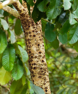 Pygmy marmoset sap tree, Putumayo, Colombia In the afternoon of this day, we made way to some farmland on the outskirts of Mocoa where we would have good odds to see a Pygmy Marmoset. These are the smallest monkeys in the world, yet not the smallest primates, weighing a mere 100 grams as an adult. They typically have tiny feeding territories where they hang around 1 or 2 trees from which they drink the gum (sap). I've included a photo of such a tree in this set. They stick around that tree until it is depleted, and then move their territory. Since we knew the location of the tree, all we had to was wait for it to come and feed on it. I didn't actually feed on it, yet after 30 mins of waiting one did make a careful approach. 
I'm unsure whether this is the male or female, as they look the same, the female is just a little bit heavier.
https://www.jungledragon.com/image/74101/pygmy_marmoset_putumayo_colombia.html
https://www.jungledragon.com/image/74103/pygmy_marmoset_-_closeup_1_putumayo_colombia.html
https://www.jungledragon.com/image/74105/pygmy_marmoset_-_closeup_2_putumayo_colombia.html
https://www.jungledragon.com/image/74106/pygmy_marmoset_-_perched_putumayo_colombia.html Colombia,Colombia 2018,Colombia South,Fall,Geotagged,Mocoa,Putumayo,South America,World