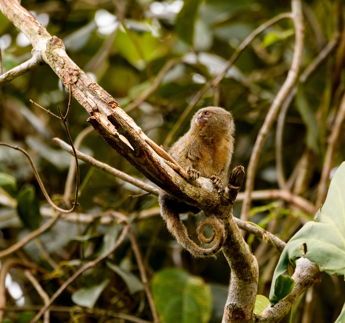 Pygmy marmoset - closeup 1, Putumayo, Colombia In the afternoon of this day, we made way to some farmland on the outskirts of Mocoa where we would have good odds to see a Pygmy Marmoset. These are the smallest monkeys in the world, yet not the smallest primates, weighing a mere 100 grams as an adult. They typically have tiny feeding territories where they hang around 1 or 2 trees from which they drink the gum (sap). I&#039;ve included a photo of such a tree in this set. They stick around that tree until it is depleted, and then move their territory. Since we knew the location of the tree, all we had to was wait for it to come and feed on it. I didn&#039;t actually feed on it, yet after 30 mins of waiting one did make a careful approach. <br />
<br />
I&#039;m unsure whether this is the male or female, as they look the same, the female is just a little bit heavier.<br />
<figure class="photo"><a href="https://www.jungledragon.com/image/74101/pygmy_marmoset_putumayo_colombia.html" title="Pygmy marmoset, Putumayo, Colombia"><img src="https://s3.amazonaws.com/media.jungledragon.com/images/2/74101_thumb.jpg?AWSAccessKeyId=05GMT0V3GWVNE7GGM1R2&Expires=1759968010&Signature=PLwAn9UZU0H0dsyFUXYqqCq%2FDmw%3D" width="200" height="134" alt="Pygmy marmoset, Putumayo, Colombia In the afternoon of this day, we made way to some farmland on the outskirts of Mocoa where we would have good odds to see a Pygmy Marmoset. These are the smallest monkeys in the world, yet not the smallest primates, weighing a mere 100 grams as an adult. They typically have tiny feeding territories where they hang around 1 or 2 trees from which they drink the gum (sap). I&#039;ve included a photo of such a tree in this set. They stick around that tree until it is depleted, and then move their territory. Since we knew the location of the tree, all we had to was wait for it to come and feed on it. I didn&#039;t actually feed on it, yet after 30 mins of waiting one did make a careful approach. <br />
<br />
I&#039;m unsure whether this is the male or female, as they look the same, the female is just a little bit heavier.<br />
https://www.jungledragon.com/image/74102/pygmy_marmoset_sap_tree_putumayo_colombia.html<br />
https://www.jungledragon.com/image/74103/pygmy_marmoset_-_closeup_1_putumayo_colombia.html<br />
https://www.jungledragon.com/image/74105/pygmy_marmoset_-_closeup_2_putumayo_colombia.html<br />
https://www.jungledragon.com/image/74106/pygmy_marmoset_-_perched_putumayo_colombia.html Cebuella pygmaea,Colombia,Colombia 2018,Colombia South,Fall,Geotagged,Mocoa,Putumayo,Pygmy marmoset,South America,World" /></a></figure><br />
<figure class="photo"><a href="https://www.jungledragon.com/image/74102/pygmy_marmoset_sap_tree_putumayo_colombia.html" title="Pygmy marmoset sap tree, Putumayo, Colombia"><img src="https://s3.amazonaws.com/media.jungledragon.com/images/2/74102_thumb.jpg?AWSAccessKeyId=05GMT0V3GWVNE7GGM1R2&Expires=1759968010&Signature=shexqztqFe57%2Bn0A3Zic619CDxE%3D" width="126" height="152" alt="Pygmy marmoset sap tree, Putumayo, Colombia In the afternoon of this day, we made way to some farmland on the outskirts of Mocoa where we would have good odds to see a Pygmy Marmoset. These are the smallest monkeys in the world, yet not the smallest primates, weighing a mere 100 grams as an adult. They typically have tiny feeding territories where they hang around 1 or 2 trees from which they drink the gum (sap). I&#039;ve included a photo of such a tree in this set. They stick around that tree until it is depleted, and then move their territory. Since we knew the location of the tree, all we had to was wait for it to come and feed on it. I didn&#039;t actually feed on it, yet after 30 mins of waiting one did make a careful approach. <br />
<br />
I&#039;m unsure whether this is the male or female, as they look the same, the female is just a little bit heavier.<br />
https://www.jungledragon.com/image/74101/pygmy_marmoset_putumayo_colombia.html<br />
https://www.jungledragon.com/image/74103/pygmy_marmoset_-_closeup_1_putumayo_colombia.html<br />
https://www.jungledragon.com/image/74105/pygmy_marmoset_-_closeup_2_putumayo_colombia.html<br />
https://www.jungledragon.com/image/74106/pygmy_marmoset_-_perched_putumayo_colombia.html Colombia,Colombia 2018,Colombia South,Fall,Geotagged,Mocoa,Putumayo,South America,World" /></a></figure><br />
<figure class="photo"><a href="https://www.jungledragon.com/image/74105/pygmy_marmoset_-_closeup_2_putumayo_colombia.html" title="Pygmy marmoset - closeup 2, Putumayo, Colombia"><img src="https://s3.amazonaws.com/media.jungledragon.com/images/2/74105_thumb.jpg?AWSAccessKeyId=05GMT0V3GWVNE7GGM1R2&Expires=1759968010&Signature=DvC2naF%2FAawCsXY17lSuvhDqL5g%3D" width="110" height="152" alt="Pygmy marmoset - closeup 2, Putumayo, Colombia In the afternoon of this day, we made way to some farmland on the outskirts of Mocoa where we would have good odds to see a Pygmy Marmoset. These are the smallest monkeys in the world, yet not the smallest primates, weighing a mere 100 grams as an adult. They typically have tiny feeding territories where they hang around 1 or 2 trees from which they drink the gum (sap). I&#039;ve included a photo of such a tree in this set. They stick around that tree until it is depleted, and then move their territory. Since we knew the location of the tree, all we had to was wait for it to come and feed on it. I didn&#039;t actually feed on it, yet after 30 mins of waiting one did make a careful approach. <br />
<br />
I&#039;m unsure whether this is the male or female, as they look the same, the female is just a little bit heavier.<br />
https://www.jungledragon.com/image/74101/pygmy_marmoset_putumayo_colombia.html<br />
https://www.jungledragon.com/image/74102/pygmy_marmoset_sap_tree_putumayo_colombia.html<br />
https://www.jungledragon.com/image/74103/pygmy_marmoset_-_closeup_1_putumayo_colombia.html<br />
https://www.jungledragon.com/image/74106/pygmy_marmoset_-_perched_putumayo_colombia.html Cebuella pygmaea,Colombia,Colombia 2018,Colombia South,Fall,Geotagged,Mocoa,Putumayo,Pygmy marmoset,South America,World" /></a></figure><br />
<figure class="photo"><a href="https://www.jungledragon.com/image/74106/pygmy_marmoset_-_perched_putumayo_colombia.html" title="Pygmy marmoset - perched, Putumayo, Colombia"><img src="https://s3.amazonaws.com/media.jungledragon.com/images/2/74106_thumb.jpg?AWSAccessKeyId=05GMT0V3GWVNE7GGM1R2&Expires=1759968010&Signature=F1Hq%2B%2FfteTqHkhbPIr9NvhYvivg%3D" width="200" height="166" alt="Pygmy marmoset - perched, Putumayo, Colombia In the afternoon of this day, we made way to some farmland on the outskirts of Mocoa where we would have good odds to see a Pygmy Marmoset. These are the smallest monkeys in the world, yet not the smallest primates, weighing a mere 100 grams as an adult. They typically have tiny feeding territories where they hang around 1 or 2 trees from which they drink the gum (sap). I&#039;ve included a photo of such a tree in this set. They stick around that tree until it is depleted, and then move their territory. Since we knew the location of the tree, all we had to was wait for it to come and feed on it. I didn&#039;t actually feed on it, yet after 30 mins of waiting one did make a careful approach. <br />
<br />
I&#039;m unsure whether this is the male or female, as they look the same, the female is just a little bit heavier.<br />
https://www.jungledragon.com/image/74101/pygmy_marmoset_putumayo_colombia.html<br />
https://www.jungledragon.com/image/74102/pygmy_marmoset_sap_tree_putumayo_colombia.html<br />
https://www.jungledragon.com/image/74103/pygmy_marmoset_-_closeup_1_putumayo_colombia.html<br />
https://www.jungledragon.com/image/74105/pygmy_marmoset_-_closeup_2_putumayo_colombia.html Cebuella pygmaea,Colombia,Colombia 2018,Colombia South,Fall,Geotagged,Mocoa,Putumayo,Pygmy marmoset,South America,World" /></a></figure> Cebuella pygmaea,Colombia,Colombia 2018,Colombia South,Fall,Geotagged,Mocoa,Putumayo,Pygmy marmoset,South America,World