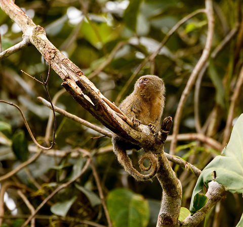 Pygmy marmoset - closeup 1, Putumayo, Colombia In the afternoon of this day, we made way to some farmland on the outskirts of Mocoa where we would have good odds to see a Pygmy Marmoset. These are the smallest monkeys in the world, yet not the smallest primates, weighing a mere 100 grams as an adult. They typically have tiny feeding territories where they hang around 1 or 2 trees from which they drink the gum (sap). I've included a photo of such a tree in this set. They stick around that tree until it is depleted, and then move their territory. Since we knew the location of the tree, all we had to was wait for it to come and feed on it. I didn't actually feed on it, yet after 30 mins of waiting one did make a careful approach. 

I'm unsure whether this is the male or female, as they look the same, the female is just a little bit heavier.
https://www.jungledragon.com/image/74101/pygmy_marmoset_putumayo_colombia.html
https://www.jungledragon.com/image/74102/pygmy_marmoset_sap_tree_putumayo_colombia.html
https://www.jungledragon.com/image/74105/pygmy_marmoset_-_closeup_2_putumayo_colombia.html
https://www.jungledragon.com/image/74106/pygmy_marmoset_-_perched_putumayo_colombia.html Cebuella pygmaea,Colombia,Colombia 2018,Colombia South,Fall,Geotagged,Mocoa,Putumayo,Pygmy marmoset,South America,World