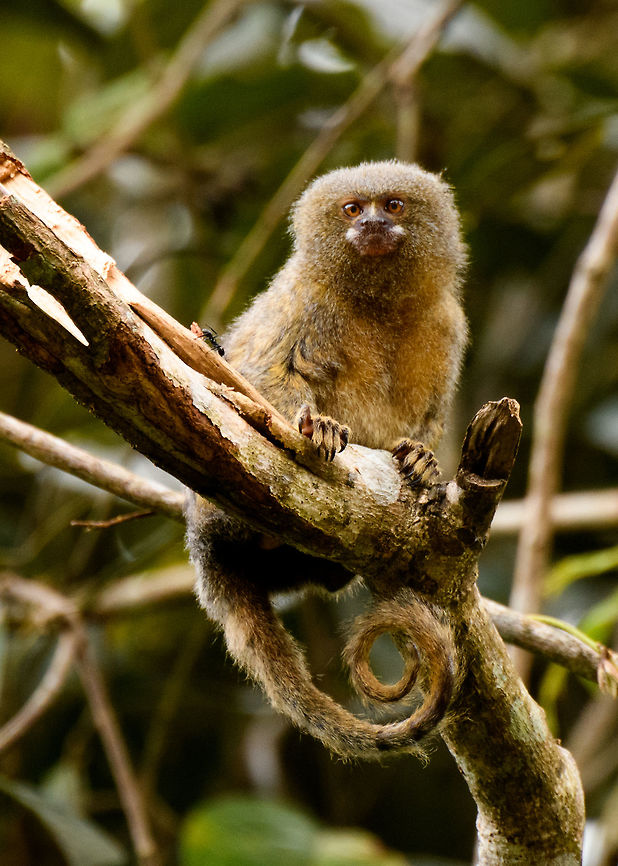 Pygmy marmoset - closeup 2, Putumayo, Colombia In the afternoon of this day, we made way to some farmland on the outskirts of Mocoa where we would have good odds to see a Pygmy Marmoset. These are the smallest monkeys in the world, yet not the smallest primates, weighing a mere 100 grams as an adult. They typically have tiny feeding territories where they hang around 1 or 2 trees from which they drink the gum (sap). I&#039;ve included a photo of such a tree in this set. They stick around that tree until it is depleted, and then move their territory. Since we knew the location of the tree, all we had to was wait for it to come and feed on it. I didn&#039;t actually feed on it, yet after 30 mins of waiting one did make a careful approach. <br />
<br />
I&#039;m unsure whether this is the male or female, as they look the same, the female is just a little bit heavier.<br />
<figure class="photo"><a href="https://www.jungledragon.com/image/74101/pygmy_marmoset_putumayo_colombia.html" title="Pygmy marmoset, Putumayo, Colombia"><img src="https://s3.amazonaws.com/media.jungledragon.com/images/2/74101_thumb.jpg?AWSAccessKeyId=05GMT0V3GWVNE7GGM1R2&Expires=1759968010&Signature=PLwAn9UZU0H0dsyFUXYqqCq%2FDmw%3D" width="200" height="134" alt="Pygmy marmoset, Putumayo, Colombia In the afternoon of this day, we made way to some farmland on the outskirts of Mocoa where we would have good odds to see a Pygmy Marmoset. These are the smallest monkeys in the world, yet not the smallest primates, weighing a mere 100 grams as an adult. They typically have tiny feeding territories where they hang around 1 or 2 trees from which they drink the gum (sap). I&#039;ve included a photo of such a tree in this set. They stick around that tree until it is depleted, and then move their territory. Since we knew the location of the tree, all we had to was wait for it to come and feed on it. I didn&#039;t actually feed on it, yet after 30 mins of waiting one did make a careful approach. <br />
<br />
I&#039;m unsure whether this is the male or female, as they look the same, the female is just a little bit heavier.<br />
https://www.jungledragon.com/image/74102/pygmy_marmoset_sap_tree_putumayo_colombia.html<br />
https://www.jungledragon.com/image/74103/pygmy_marmoset_-_closeup_1_putumayo_colombia.html<br />
https://www.jungledragon.com/image/74105/pygmy_marmoset_-_closeup_2_putumayo_colombia.html<br />
https://www.jungledragon.com/image/74106/pygmy_marmoset_-_perched_putumayo_colombia.html Cebuella pygmaea,Colombia,Colombia 2018,Colombia South,Fall,Geotagged,Mocoa,Putumayo,Pygmy marmoset,South America,World" /></a></figure><br />
<figure class="photo"><a href="https://www.jungledragon.com/image/74102/pygmy_marmoset_sap_tree_putumayo_colombia.html" title="Pygmy marmoset sap tree, Putumayo, Colombia"><img src="https://s3.amazonaws.com/media.jungledragon.com/images/2/74102_thumb.jpg?AWSAccessKeyId=05GMT0V3GWVNE7GGM1R2&Expires=1759968010&Signature=shexqztqFe57%2Bn0A3Zic619CDxE%3D" width="126" height="152" alt="Pygmy marmoset sap tree, Putumayo, Colombia In the afternoon of this day, we made way to some farmland on the outskirts of Mocoa where we would have good odds to see a Pygmy Marmoset. These are the smallest monkeys in the world, yet not the smallest primates, weighing a mere 100 grams as an adult. They typically have tiny feeding territories where they hang around 1 or 2 trees from which they drink the gum (sap). I&#039;ve included a photo of such a tree in this set. They stick around that tree until it is depleted, and then move their territory. Since we knew the location of the tree, all we had to was wait for it to come and feed on it. I didn&#039;t actually feed on it, yet after 30 mins of waiting one did make a careful approach. <br />
<br />
I&#039;m unsure whether this is the male or female, as they look the same, the female is just a little bit heavier.<br />
https://www.jungledragon.com/image/74101/pygmy_marmoset_putumayo_colombia.html<br />
https://www.jungledragon.com/image/74103/pygmy_marmoset_-_closeup_1_putumayo_colombia.html<br />
https://www.jungledragon.com/image/74105/pygmy_marmoset_-_closeup_2_putumayo_colombia.html<br />
https://www.jungledragon.com/image/74106/pygmy_marmoset_-_perched_putumayo_colombia.html Colombia,Colombia 2018,Colombia South,Fall,Geotagged,Mocoa,Putumayo,South America,World" /></a></figure><br />
<figure class="photo"><a href="https://www.jungledragon.com/image/74103/pygmy_marmoset_-_closeup_1_putumayo_colombia.html" title="Pygmy marmoset - closeup 1, Putumayo, Colombia"><img src="https://s3.amazonaws.com/media.jungledragon.com/images/2/74103_thumb.jpg?AWSAccessKeyId=05GMT0V3GWVNE7GGM1R2&Expires=1759968010&Signature=S3ej0veOQKgMhX0Tshd0FNsnNmY%3D" width="200" height="188" alt="Pygmy marmoset - closeup 1, Putumayo, Colombia In the afternoon of this day, we made way to some farmland on the outskirts of Mocoa where we would have good odds to see a Pygmy Marmoset. These are the smallest monkeys in the world, yet not the smallest primates, weighing a mere 100 grams as an adult. They typically have tiny feeding territories where they hang around 1 or 2 trees from which they drink the gum (sap). I&#039;ve included a photo of such a tree in this set. They stick around that tree until it is depleted, and then move their territory. Since we knew the location of the tree, all we had to was wait for it to come and feed on it. I didn&#039;t actually feed on it, yet after 30 mins of waiting one did make a careful approach. <br />
<br />
I&#039;m unsure whether this is the male or female, as they look the same, the female is just a little bit heavier.<br />
https://www.jungledragon.com/image/74101/pygmy_marmoset_putumayo_colombia.html<br />
https://www.jungledragon.com/image/74102/pygmy_marmoset_sap_tree_putumayo_colombia.html<br />
https://www.jungledragon.com/image/74105/pygmy_marmoset_-_closeup_2_putumayo_colombia.html<br />
https://www.jungledragon.com/image/74106/pygmy_marmoset_-_perched_putumayo_colombia.html Cebuella pygmaea,Colombia,Colombia 2018,Colombia South,Fall,Geotagged,Mocoa,Putumayo,Pygmy marmoset,South America,World" /></a></figure><br />
<figure class="photo"><a href="https://www.jungledragon.com/image/74106/pygmy_marmoset_-_perched_putumayo_colombia.html" title="Pygmy marmoset - perched, Putumayo, Colombia"><img src="https://s3.amazonaws.com/media.jungledragon.com/images/2/74106_thumb.jpg?AWSAccessKeyId=05GMT0V3GWVNE7GGM1R2&Expires=1759968010&Signature=F1Hq%2B%2FfteTqHkhbPIr9NvhYvivg%3D" width="200" height="166" alt="Pygmy marmoset - perched, Putumayo, Colombia In the afternoon of this day, we made way to some farmland on the outskirts of Mocoa where we would have good odds to see a Pygmy Marmoset. These are the smallest monkeys in the world, yet not the smallest primates, weighing a mere 100 grams as an adult. They typically have tiny feeding territories where they hang around 1 or 2 trees from which they drink the gum (sap). I&#039;ve included a photo of such a tree in this set. They stick around that tree until it is depleted, and then move their territory. Since we knew the location of the tree, all we had to was wait for it to come and feed on it. I didn&#039;t actually feed on it, yet after 30 mins of waiting one did make a careful approach. <br />
<br />
I&#039;m unsure whether this is the male or female, as they look the same, the female is just a little bit heavier.<br />
https://www.jungledragon.com/image/74101/pygmy_marmoset_putumayo_colombia.html<br />
https://www.jungledragon.com/image/74102/pygmy_marmoset_sap_tree_putumayo_colombia.html<br />
https://www.jungledragon.com/image/74103/pygmy_marmoset_-_closeup_1_putumayo_colombia.html<br />
https://www.jungledragon.com/image/74105/pygmy_marmoset_-_closeup_2_putumayo_colombia.html Cebuella pygmaea,Colombia,Colombia 2018,Colombia South,Fall,Geotagged,Mocoa,Putumayo,Pygmy marmoset,South America,World" /></a></figure> Cebuella pygmaea,Colombia,Colombia 2018,Colombia South,Fall,Geotagged,Mocoa,Putumayo,Pygmy marmoset,South America,World