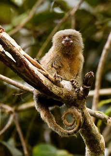Pygmy marmoset - closeup 2, Putumayo, Colombia In the afternoon of this day, we made way to some farmland on the outskirts of Mocoa where we would have good odds to see a Pygmy Marmoset. These are the smallest monkeys in the world, yet not the smallest primates, weighing a mere 100 grams as an adult. They typically have tiny feeding territories where they hang around 1 or 2 trees from which they drink the gum (sap). I've included a photo of such a tree in this set. They stick around that tree until it is depleted, and then move their territory. Since we knew the location of the tree, all we had to was wait for it to come and feed on it. I didn't actually feed on it, yet after 30 mins of waiting one did make a careful approach. 

I'm unsure whether this is the male or female, as they look the same, the female is just a little bit heavier.
https://www.jungledragon.com/image/74101/pygmy_marmoset_putumayo_colombia.html
https://www.jungledragon.com/image/74102/pygmy_marmoset_sap_tree_putumayo_colombia.html
https://www.jungledragon.com/image/74103/pygmy_marmoset_-_closeup_1_putumayo_colombia.html
https://www.jungledragon.com/image/74106/pygmy_marmoset_-_perched_putumayo_colombia.html Cebuella pygmaea,Colombia,Colombia 2018,Colombia South,Fall,Geotagged,Mocoa,Putumayo,Pygmy marmoset,South America,World