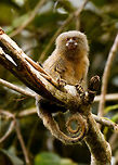 Pygmy marmoset - closeup 2, Putumayo, Colombia In the afternoon of this day, we made way to some farmland on the outskirts of Mocoa where we would have good odds to see a Pygmy Marmoset. These are the smallest monkeys in the world, yet not the smallest primates, weighing a mere 100 grams as an adult. They typically have tiny feeding territories where they hang around 1 or 2 trees from which they drink the gum (sap). I've included a photo of such a tree in this set. They stick around that tree until it is depleted, and then move their territory. Since we knew the location of the tree, all we had to was wait for it to come and feed on it. I didn't actually feed on it, yet after 30 mins of waiting one did make a careful approach. <br />
<br />
I'm unsure whether this is the male or female, as they look the same, the female is just a little bit heavier.<br />
https://www.jungledragon.com/image/74101/pygmy_marmoset_putumayo_colombia.html<br />
https://www.jungledragon.com/image/74102/pygmy_marmoset_sap_tree_putumayo_colombia.html<br />
https://www.jungledragon.com/image/74103/pygmy_marmoset_-_closeup_1_putumayo_colombia.html<br />
https://www.jungledragon.com/image/74106/pygmy_marmoset_-_perched_putumayo_colombia.html Cebuella pygmaea,Colombia,Colombia 2018,Colombia South,Fall,Geotagged,Mocoa,Putumayo,Pygmy marmoset,South America,World