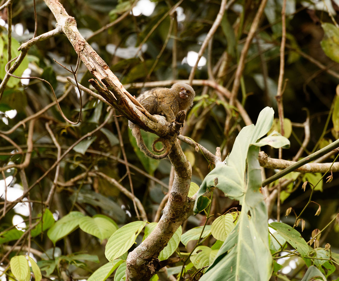 Pygmy marmoset - perched, Putumayo, Colombia In the afternoon of this day, we made way to some farmland on the outskirts of Mocoa where we would have good odds to see a Pygmy Marmoset. These are the smallest monkeys in the world, yet not the smallest primates, weighing a mere 100 grams as an adult. They typically have tiny feeding territories where they hang around 1 or 2 trees from which they drink the gum (sap). I've included a photo of such a tree in this set. They stick around that tree until it is depleted, and then move their territory. Since we knew the location of the tree, all we had to was wait for it to come and feed on it. I didn't actually feed on it, yet after 30 mins of waiting one did make a careful approach. <br />
<br />
I'm unsure whether this is the male or female, as they look the same, the female is just a little bit heavier.<br />
<figure class="photo"><a href="https://www.jungledragon.com/image/74101/pygmy_marmoset_putumayo_colombia.html" title="Pygmy marmoset, Putumayo, Colombia"><img src="https://s3.amazonaws.com/media.jungledragon.com/images/2/74101_thumb.jpg?AWSAccessKeyId=05GMT0V3GWVNE7GGM1R2&Expires=1769040010&Signature=uEeVedv0il22vQgxHtsU9wjhrdY%3D" width="200" height="134" alt="Pygmy marmoset, Putumayo, Colombia In the afternoon of this day, we made way to some farmland on the outskirts of Mocoa where we would have good odds to see a Pygmy Marmoset. These are the smallest monkeys in the world, yet not the smallest primates, weighing a mere 100 grams as an adult. They typically have tiny feeding territories where they hang around 1 or 2 trees from which they drink the gum (sap). I've included a photo of such a tree in this set. They stick around that tree until it is depleted, and then move their territory. Since we knew the location of the tree, all we had to was wait for it to come and feed on it. I didn't actually feed on it, yet after 30 mins of waiting one did make a careful approach. <br />
<br />
I'm unsure whether this is the male or female, as they look the same, the female is just a little bit heavier.<br />
https://www.jungledragon.com/image/74102/pygmy_marmoset_sap_tree_putumayo_colombia.html<br />
https://www.jungledragon.com/image/74103/pygmy_marmoset_-_closeup_1_putumayo_colombia.html<br />
https://www.jungledragon.com/image/74105/pygmy_marmoset_-_closeup_2_putumayo_colombia.html<br />
https://www.jungledragon.com/image/74106/pygmy_marmoset_-_perched_putumayo_colombia.html Cebuella pygmaea,Colombia,Colombia 2018,Colombia South,Fall,Geotagged,Mocoa,Putumayo,Pygmy marmoset,South America,World" /></a></figure><br />
<figure class="photo"><a href="https://www.jungledragon.com/image/74102/pygmy_marmoset_sap_tree_putumayo_colombia.html" title="Pygmy marmoset sap tree, Putumayo, Colombia"><img src="https://s3.amazonaws.com/media.jungledragon.com/images/2/74102_thumb.jpg?AWSAccessKeyId=05GMT0V3GWVNE7GGM1R2&Expires=1769040010&Signature=VvmdZHY35pwi4l%2BAI1QHkNyGLaM%3D" width="126" height="152" alt="Pygmy marmoset sap tree, Putumayo, Colombia In the afternoon of this day, we made way to some farmland on the outskirts of Mocoa where we would have good odds to see a Pygmy Marmoset. These are the smallest monkeys in the world, yet not the smallest primates, weighing a mere 100 grams as an adult. They typically have tiny feeding territories where they hang around 1 or 2 trees from which they drink the gum (sap). I've included a photo of such a tree in this set. They stick around that tree until it is depleted, and then move their territory. Since we knew the location of the tree, all we had to was wait for it to come and feed on it. I didn't actually feed on it, yet after 30 mins of waiting one did make a careful approach. <br />
<br />
I'm unsure whether this is the male or female, as they look the same, the female is just a little bit heavier.<br />
https://www.jungledragon.com/image/74101/pygmy_marmoset_putumayo_colombia.html<br />
https://www.jungledragon.com/image/74103/pygmy_marmoset_-_closeup_1_putumayo_colombia.html<br />
https://www.jungledragon.com/image/74105/pygmy_marmoset_-_closeup_2_putumayo_colombia.html<br />
https://www.jungledragon.com/image/74106/pygmy_marmoset_-_perched_putumayo_colombia.html Colombia,Colombia 2018,Colombia South,Fall,Geotagged,Mocoa,Putumayo,South America,World" /></a></figure><br />
<figure class="photo"><a href="https://www.jungledragon.com/image/74103/pygmy_marmoset_-_closeup_1_putumayo_colombia.html" title="Pygmy marmoset - closeup 1, Putumayo, Colombia"><img src="https://s3.amazonaws.com/media.jungledragon.com/images/2/74103_thumb.jpg?AWSAccessKeyId=05GMT0V3GWVNE7GGM1R2&Expires=1769040010&Signature=gMExDFC2GixqtzZMK20i7%2BKaMfY%3D" width="200" height="188" alt="Pygmy marmoset - closeup 1, Putumayo, Colombia In the afternoon of this day, we made way to some farmland on the outskirts of Mocoa where we would have good odds to see a Pygmy Marmoset. These are the smallest monkeys in the world, yet not the smallest primates, weighing a mere 100 grams as an adult. They typically have tiny feeding territories where they hang around 1 or 2 trees from which they drink the gum (sap). I've included a photo of such a tree in this set. They stick around that tree until it is depleted, and then move their territory. Since we knew the location of the tree, all we had to was wait for it to come and feed on it. I didn't actually feed on it, yet after 30 mins of waiting one did make a careful approach. <br />
<br />
I'm unsure whether this is the male or female, as they look the same, the female is just a little bit heavier.<br />
https://www.jungledragon.com/image/74101/pygmy_marmoset_putumayo_colombia.html<br />
https://www.jungledragon.com/image/74102/pygmy_marmoset_sap_tree_putumayo_colombia.html<br />
https://www.jungledragon.com/image/74105/pygmy_marmoset_-_closeup_2_putumayo_colombia.html<br />
https://www.jungledragon.com/image/74106/pygmy_marmoset_-_perched_putumayo_colombia.html Cebuella pygmaea,Colombia,Colombia 2018,Colombia South,Fall,Geotagged,Mocoa,Putumayo,Pygmy marmoset,South America,World" /></a></figure><br />
<figure class="photo"><a href="https://www.jungledragon.com/image/74105/pygmy_marmoset_-_closeup_2_putumayo_colombia.html" title="Pygmy marmoset - closeup 2, Putumayo, Colombia"><img src="https://s3.amazonaws.com/media.jungledragon.com/images/2/74105_thumb.jpg?AWSAccessKeyId=05GMT0V3GWVNE7GGM1R2&Expires=1769040010&Signature=yPt5EBEFE7VNKrepEQM9u6pNsjc%3D" width="110" height="152" alt="Pygmy marmoset - closeup 2, Putumayo, Colombia In the afternoon of this day, we made way to some farmland on the outskirts of Mocoa where we would have good odds to see a Pygmy Marmoset. These are the smallest monkeys in the world, yet not the smallest primates, weighing a mere 100 grams as an adult. They typically have tiny feeding territories where they hang around 1 or 2 trees from which they drink the gum (sap). I've included a photo of such a tree in this set. They stick around that tree until it is depleted, and then move their territory. Since we knew the location of the tree, all we had to was wait for it to come and feed on it. I didn't actually feed on it, yet after 30 mins of waiting one did make a careful approach. <br />
<br />
I'm unsure whether this is the male or female, as they look the same, the female is just a little bit heavier.<br />
https://www.jungledragon.com/image/74101/pygmy_marmoset_putumayo_colombia.html<br />
https://www.jungledragon.com/image/74102/pygmy_marmoset_sap_tree_putumayo_colombia.html<br />
https://www.jungledragon.com/image/74103/pygmy_marmoset_-_closeup_1_putumayo_colombia.html<br />
https://www.jungledragon.com/image/74106/pygmy_marmoset_-_perched_putumayo_colombia.html Cebuella pygmaea,Colombia,Colombia 2018,Colombia South,Fall,Geotagged,Mocoa,Putumayo,Pygmy marmoset,South America,World" /></a></figure> Cebuella pygmaea,Colombia,Colombia 2018,Colombia South,Fall,Geotagged,Mocoa,Putumayo,Pygmy marmoset,South America,World