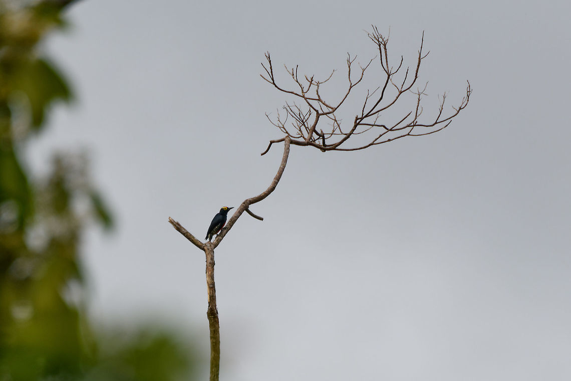 Yellow-tufted woodpecker, Putumayo, Colombia Remote shot, sorry for the poor photo. Colombia,Colombia 2018,Colombia South,Melanerpes cruentatus,Mocoa,Putumayo,South America,World,Yellow-tufted woodpecker