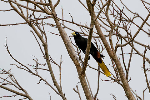 Crested oropendola, Putumayo, Colombia Guides totally ignore this bird, as if it is uninteresting. Probably because it is so common. I still think it is an awesome bird, and it's not common to me. And even if it was, I think it's beautiful, as well as a very entertaining bird to see. They're highly intelligent. Colombia,Colombia 2018,Colombia South,Crested oropendola,Fall,Geotagged,Mocoa,Psarocolius decumanus,Putumayo,South America,World