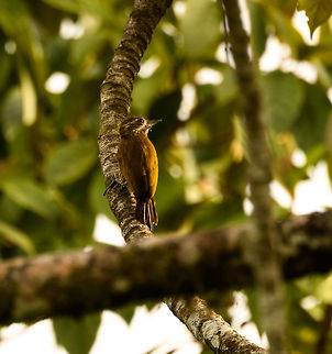 Little Woodpecker - female, Putumayo, Colombia  Colombia,Colombia 2018,Colombia South,Fall,Geotagged,Little Woodpecker,Mocoa,Putumayo,South America,Veniliornis passerinus,World