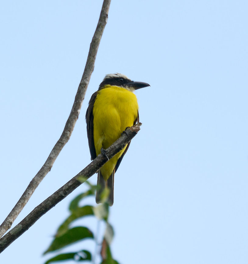 Boat-billed flycatcher, Putumayo, Colombia  Boat-billed flycatcher,Colombia,Colombia 2018,Colombia South,Fall,Geotagged,Megarynchus pitangua,Mocoa,Putumayo,South America,World