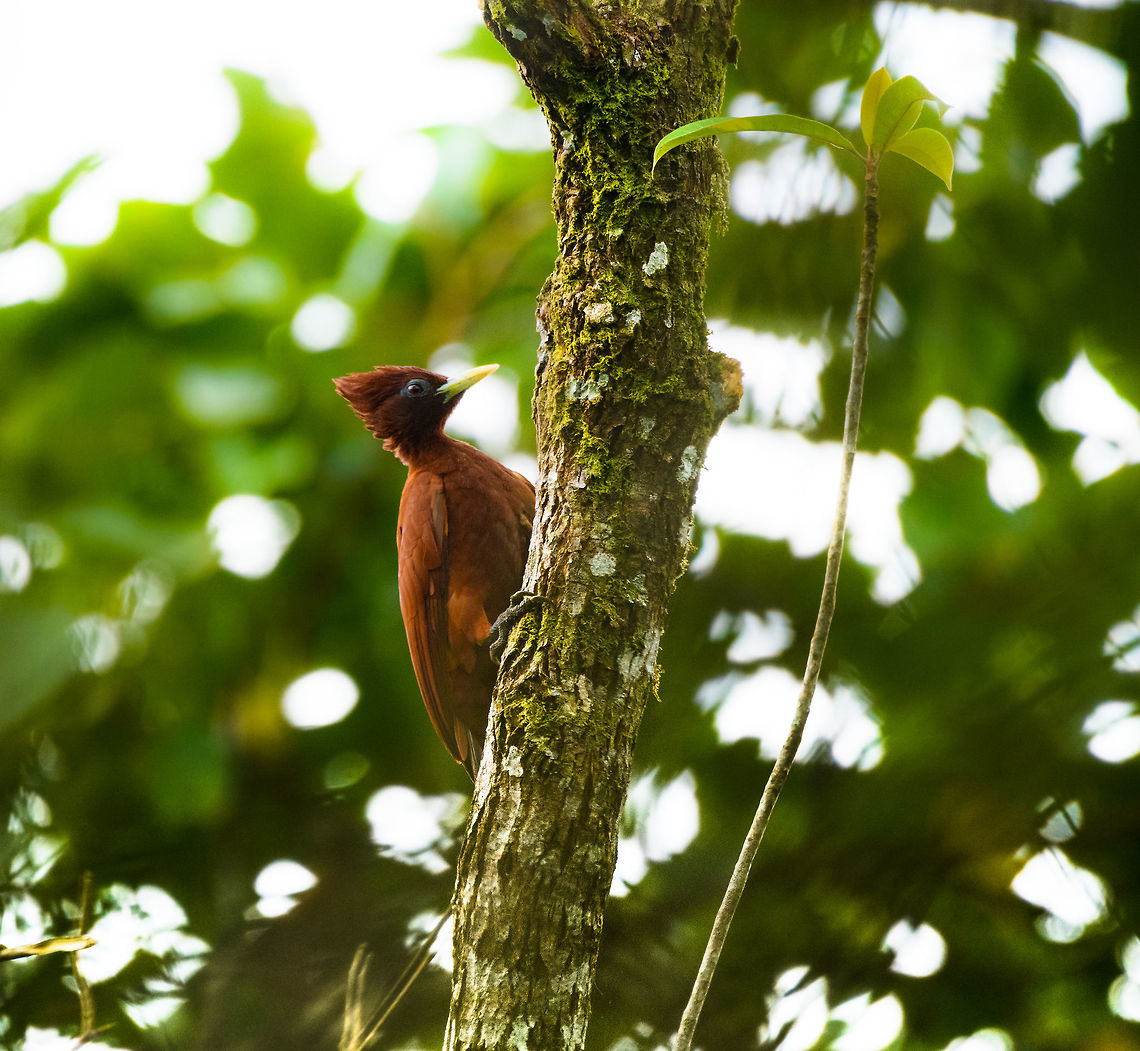 Chestnut woodpecker - perched, Putumayo, Colombia <figure class="photo"><a href="https://www.jungledragon.com/image/74123/chestnut_woodpecker_putumayo_colombia.html" title="Chestnut woodpecker, Putumayo, Colombia"><img src="https://s3.amazonaws.com/media.jungledragon.com/images/2/74123_thumb.jpg?AWSAccessKeyId=05GMT0V3GWVNE7GGM1R2&Expires=1759968010&Signature=5wLLYO4Y7MvkTCFMGzfDimjXOVE%3D" width="200" height="170" alt="Chestnut woodpecker, Putumayo, Colombia https://www.jungledragon.com/image/74122/chestnut_woodpecker_-_perched_putumayo_colombia.html Chestnut woodpecker,Colombia,Colombia 2018,Colombia South,Fall,Geotagged,Mocoa,Putumayo,South America,World,elegans" /></a></figure> Celeus elegans,Chestnut woodpecker,Colombia,Colombia 2018,Colombia South,Mocoa,Putumayo,South America,World