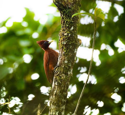 Chestnut woodpecker - perched, Putumayo, Colombia https://www.jungledragon.com/image/74123/chestnut_woodpecker_putumayo_colombia.html Celeus elegans,Chestnut woodpecker,Colombia,Colombia 2018,Colombia South,Mocoa,Putumayo,South America,World