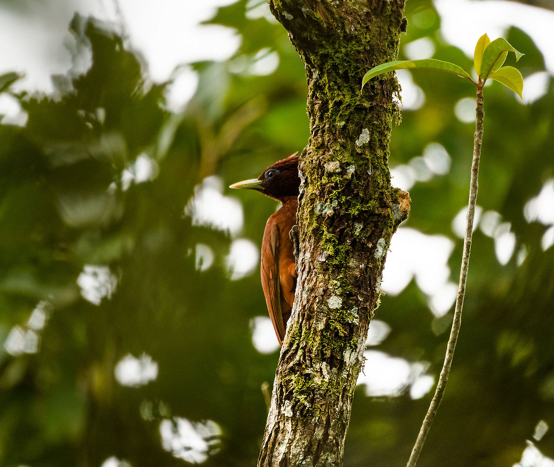 Chestnut woodpecker, Putumayo, Colombia <figure class="photo"><a href="https://www.jungledragon.com/image/74122/chestnut_woodpecker_-_perched_putumayo_colombia.html" title="Chestnut woodpecker - perched, Putumayo, Colombia"><img src="https://s3.amazonaws.com/media.jungledragon.com/images/2/74122_thumb.jpg?AWSAccessKeyId=05GMT0V3GWVNE7GGM1R2&Expires=1763596810&Signature=6n2PG3OTnJALHP857%2BbOUkhZYNU%3D" width="200" height="186" alt="Chestnut woodpecker - perched, Putumayo, Colombia https://www.jungledragon.com/image/74123/chestnut_woodpecker_putumayo_colombia.html Celeus elegans,Chestnut woodpecker,Colombia,Colombia 2018,Colombia South,Mocoa,Putumayo,South America,World" /></a></figure> Chestnut woodpecker,Colombia,Colombia 2018,Colombia South,Fall,Geotagged,Mocoa,Putumayo,South America,World,elegans