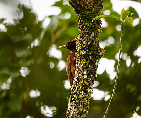 Chestnut woodpecker, Putumayo, Colombia https://www.jungledragon.com/image/74122/chestnut_woodpecker_-_perched_putumayo_colombia.html Chestnut woodpecker,Colombia,Colombia 2018,Colombia South,Fall,Geotagged,Mocoa,Putumayo,South America,World,elegans