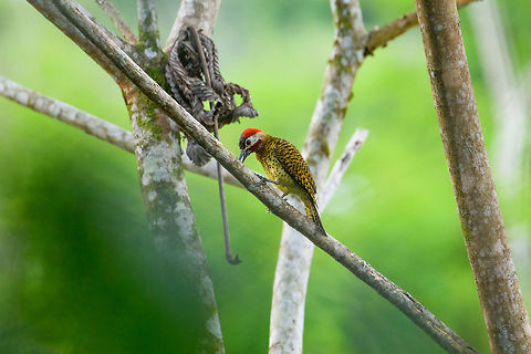 Spot-breasted woodpecker at work, Putumayo, Colombia Last observation of this day. Colaptes punctigula,Colombia,Colombia 2018,Colombia South,Fall,Geotagged,Mocoa,Putumayo,South America,Spot-breasted woodpecker,World