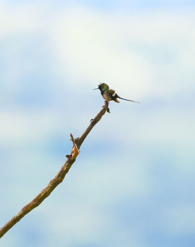 Wire-crested thorntail - perched, Putumayo, Colombia Opening a somewhat strange day in our travel program where we would go halfway up the Trampoline of Death (a steep road connecting Mocoa and la Cocha), then go back down to Mocoa, only to fully traverse the Trampoline of Death the day after. So effectively we&#039;d do the first half twice. Ah well...<br />
<br />
The appeal of this road, other than needing to take it to go to some places, is that it takes you rapidly through big elevation changes. This brings opportunities for some road-side birding as well as finding the occasional butterflies. <br />
<br />
As the Wikipedia description says, this is one of the smallest birds on the planet, weighing only 2.5 grams. This is the male of the species, because it has a crest. This one was seen here before, so we waited it out. Even at 10m or so of distance, I failed to capture a lot of detail, simply because it is so tiny.<br />
<figure class="photo"><a href="https://www.jungledragon.com/image/74239/wire-crested_thorntail_putumayo_colombia.html" title="Wire-crested thorntail, Putumayo, Colombia"><img src="https://s3.amazonaws.com/media.jungledragon.com/images/2/74239_thumb.jpg?AWSAccessKeyId=05GMT0V3GWVNE7GGM1R2&Expires=1759968010&Signature=YXGNMWdDnB1hQ71Q6cfZYs9R%2FOE%3D" width="200" height="134" alt="Wire-crested thorntail, Putumayo, Colombia Opening a somewhat strange day in our travel program where we would go halfway up the Trampoline of Death (a steep road connecting Mocoa and la Cocha), then go back down to Mocoa, only to fully traverse the Trampoline of Death the day after. So effectively we&#039;d do the first half twice. Ah well...<br />
<br />
The appeal of this road, other than needing to take it to go to some places, is that it takes you rapidly through big elevation changes. This brings opportunities for some road-side birding as well as finding the occasional butterflies. <br />
<br />
As the Wikipedia description says, this is one of the smallest birds on the planet, weighing only 2.5 grams. This is the male of the species, because it has a crest. This one was seen here before, so we waited it out. Even at 10m or so of distance, I failed to capture a lot of detail, simply because it is so tiny.<br />
https://www.jungledragon.com/image/74237/wire-crested_thorntail_-_perched_putumayo_colombia.html<br />
https://www.jungledragon.com/image/74238/wire-crested_thorntail_-_closeup_putumayo_colombia.html Colombia,Colombia 2018,Colombia South,Mocoa,Putumayo,South America,Wire-crested thorntail,World,popelairii" /></a></figure><br />
<figure class="photo"><a href="https://www.jungledragon.com/image/74238/wire-crested_thorntail_-_closeup_putumayo_colombia.html" title="Wire-crested thorntail - closeup, Putumayo, Colombia"><img src="https://s3.amazonaws.com/media.jungledragon.com/images/2/74238_thumb.jpg?AWSAccessKeyId=05GMT0V3GWVNE7GGM1R2&Expires=1759968010&Signature=JYK2EogZcFgilTJBtMeY8rjkjMs%3D" width="200" height="166" alt="Wire-crested thorntail - closeup, Putumayo, Colombia Opening a somewhat strange day in our travel program where we would go halfway up the Trampoline of Death (a steep road connecting Mocoa and la Cocha), then go back down to Mocoa, only to fully traverse the Trampoline of Death the day after. So effectively we&#039;d do the first half twice. Ah well...<br />
<br />
The appeal of this road, other than needing to take it to go to some places, is that it takes you rapidly through big elevation changes. This brings opportunities for some road-side birding as well as finding the occasional butterflies. <br />
<br />
As the Wikipedia description says, this is one of the smallest birds on the planet, weighing only 2.5 grams. This is the male of the species, because it has a crest. This one was seen here before, so we waited it out. Even at 10m or so of distance, I failed to capture a lot of detail, simply because it is so tiny.<br />
https://www.jungledragon.com/image/74239/wire-crested_thorntail_putumayo_colombia.html<br />
https://www.jungledragon.com/image/74237/wire-crested_thorntail_-_perched_putumayo_colombia.html Colombia,Colombia 2018,Colombia South,Discosura popelairii,Fall,Geotagged,Mocoa,Putumayo,South America,Wire-crested thorntail,World" /></a></figure> Colombia,Colombia 2018,Colombia South,Discosura popelairii,Fall,Geotagged,Mocoa,Putumayo,South America,Wire-crested thorntail,World