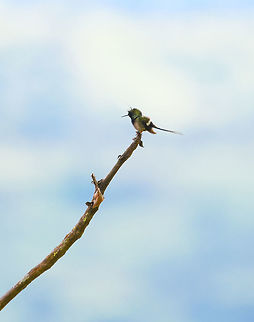 Wire-crested thorntail - perched, Putumayo, Colombia Opening a somewhat strange day in our travel program where we would go halfway up the Trampoline of Death (a steep road connecting Mocoa and la Cocha), then go back down to Mocoa, only to fully traverse the Trampoline of Death the day after. So effectively we'd do the first half twice. Ah well...

The appeal of this road, other than needing to take it to go to some places, is that it takes you rapidly through big elevation changes. This brings opportunities for some road-side birding as well as finding the occasional butterflies. 

As the Wikipedia description says, this is one of the smallest birds on the planet, weighing only 2.5 grams. This is the male of the species, because it has a crest. This one was seen here before, so we waited it out. Even at 10m or so of distance, I failed to capture a lot of detail, simply because it is so tiny.
https://www.jungledragon.com/image/74239/wire-crested_thorntail_putumayo_colombia.html
https://www.jungledragon.com/image/74238/wire-crested_thorntail_-_closeup_putumayo_colombia.html Colombia,Colombia 2018,Colombia South,Discosura popelairii,Fall,Geotagged,Mocoa,Putumayo,South America,Wire-crested thorntail,World