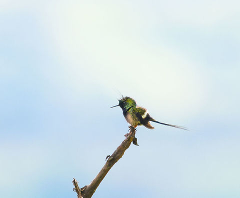 Wire-crested thorntail - closeup, Putumayo, Colombia Opening a somewhat strange day in our travel program where we would go halfway up the Trampoline of Death (a steep road connecting Mocoa and la Cocha), then go back down to Mocoa, only to fully traverse the Trampoline of Death the day after. So effectively we'd do the first half twice. Ah well...

The appeal of this road, other than needing to take it to go to some places, is that it takes you rapidly through big elevation changes. This brings opportunities for some road-side birding as well as finding the occasional butterflies. 

As the Wikipedia description says, this is one of the smallest birds on the planet, weighing only 2.5 grams. This is the male of the species, because it has a crest. This one was seen here before, so we waited it out. Even at 10m or so of distance, I failed to capture a lot of detail, simply because it is so tiny.
https://www.jungledragon.com/image/74239/wire-crested_thorntail_putumayo_colombia.html
https://www.jungledragon.com/image/74237/wire-crested_thorntail_-_perched_putumayo_colombia.html Colombia,Colombia 2018,Colombia South,Discosura popelairii,Fall,Geotagged,Mocoa,Putumayo,South America,Wire-crested thorntail,World