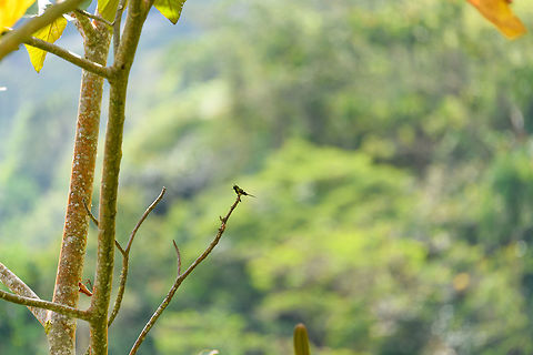 Wire-crested thorntail, Putumayo, Colombia Opening a somewhat strange day in our travel program where we would go halfway up the Trampoline of Death (a steep road connecting Mocoa and la Cocha), then go back down to Mocoa, only to fully traverse the Trampoline of Death the day after. So effectively we'd do the first half twice. Ah well...

The appeal of this road, other than needing to take it to go to some places, is that it takes you rapidly through big elevation changes. This brings opportunities for some road-side birding as well as finding the occasional butterflies. 

As the Wikipedia description says, this is one of the smallest birds on the planet, weighing only 2.5 grams. This is the male of the species, because it has a crest. This one was seen here before, so we waited it out. Even at 10m or so of distance, I failed to capture a lot of detail, simply because it is so tiny.
https://www.jungledragon.com/image/74237/wire-crested_thorntail_-_perched_putumayo_colombia.html
https://www.jungledragon.com/image/74238/wire-crested_thorntail_-_closeup_putumayo_colombia.html Colombia,Colombia 2018,Colombia South,Mocoa,Putumayo,South America,Wire-crested thorntail,World,popelairii