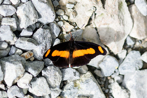 Chromis Firewing, Putumayo, Colombia Note the small red dots in the bottom, which are easy to miss. This species is also named the Sister-spotted Banner. Catonephele chromis,Chromis Firewing,Colombia,Colombia 2018,Colombia South,Mocoa,Putumayo,South America,World