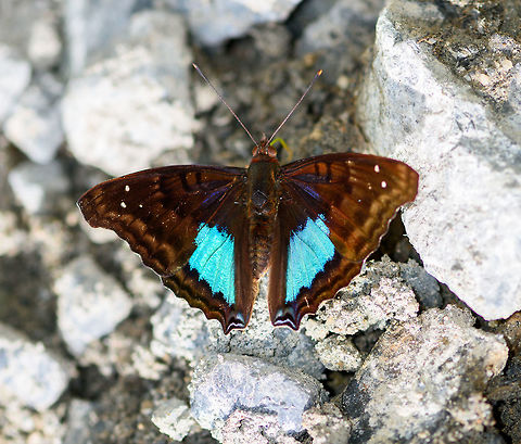 Cyan emperor, Putumayo, Colombia Colombia,Colombia 2018,Colombia South,Cyan emperor,Doxocopa cyane,Mocoa,Putumayo,South America,World