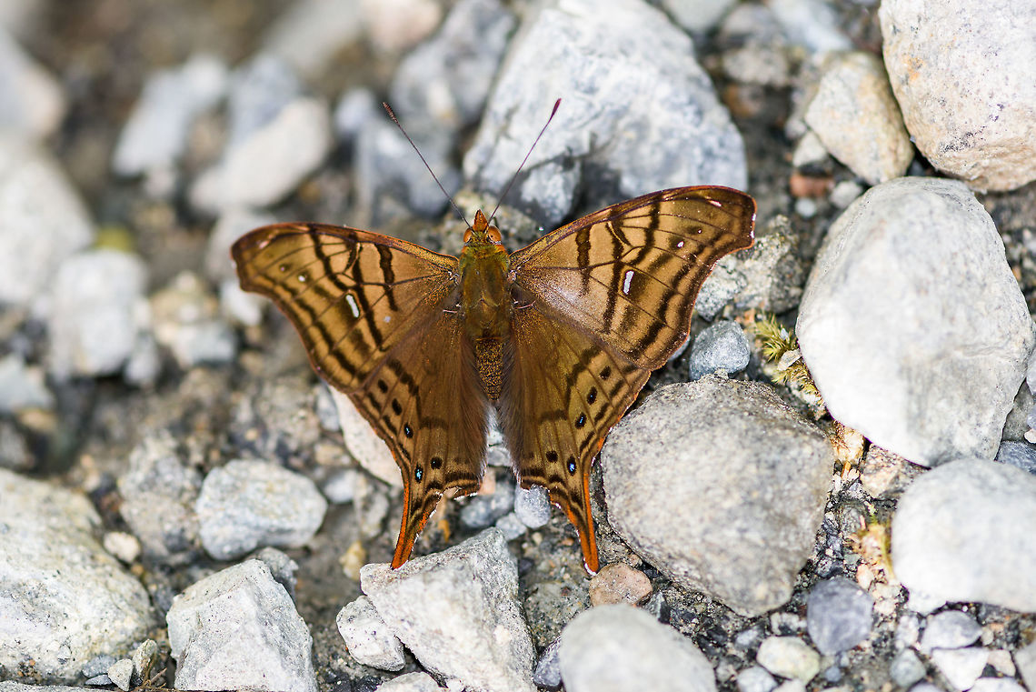 False Daggerwing, Putumayo, Colombia "False Daggerwing", well it worked. I've been searching for a long time for daggerwing species matching these patterns, until an expert told me it's not a Daggerwing at all :) Colombia,Colombia 2018,Colombia South,False Daggerwing,Hypanartia dione,Mocoa,Putumayo,South America,World