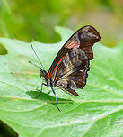 Angle-winged Telesiphe - side view closeup, Putumayo, Colombia https://www.jungledragon.com/image/74292/angle-winged_telesiphe_putumayo_colombia.html<br />
https://www.jungledragon.com/image/74291/angle-winged_telesiphe_-_side_view_putumayo_colombia.html Angle-winged Telesiphe,Colombia,Colombia 2018,Colombia South,Mocoa,Podotricha telesiphe,Putumayo,South America,World