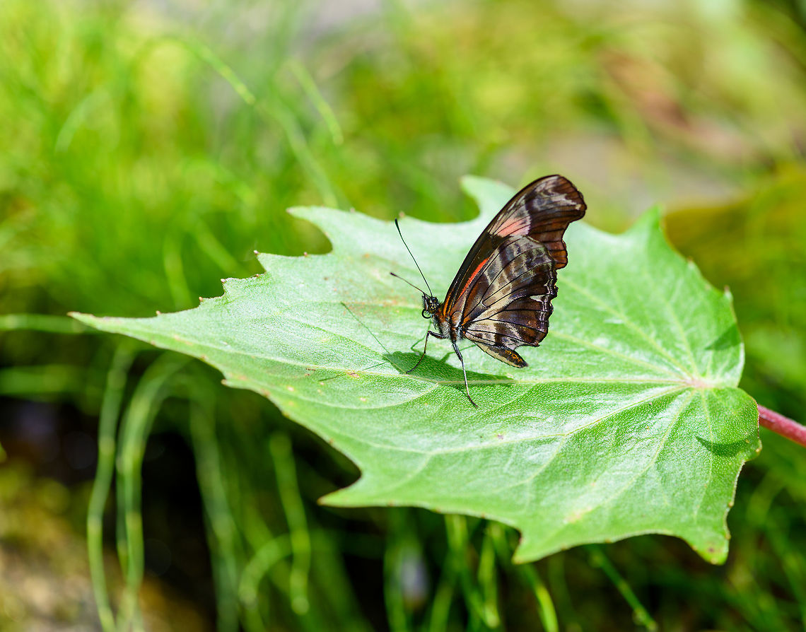 Angle-winged Telesiphe - side view, Putumayo, Colombia <figure class="photo"><a href="https://www.jungledragon.com/image/74292/angle-winged_telesiphe_putumayo_colombia.html" title="Angle-winged Telesiphe, Putumayo, Colombia"><img src="https://s3.amazonaws.com/media.jungledragon.com/images/2/74292_thumb.jpg?AWSAccessKeyId=05GMT0V3GWVNE7GGM1R2&Expires=1770854410&Signature=RW2ewPK8hRlKWk0otRCH1EFuIvo%3D" width="136" height="152" alt="Angle-winged Telesiphe, Putumayo, Colombia https://www.jungledragon.com/image/74291/angle-winged_telesiphe_-_side_view_putumayo_colombia.html<br />
https://www.jungledragon.com/image/74290/angle-winged_telesiphe_-_side_view_closeup_putumayo_colombia.html Angle-winged Telesiphe,Colombia,Colombia 2018,Colombia South,Mocoa,Podotricha telesiphe,Putumayo,South America,World" /></a></figure><br />
<figure class="photo"><a href="https://www.jungledragon.com/image/74290/angle-winged_telesiphe_-_side_view_closeup_putumayo_colombia.html" title="Angle-winged Telesiphe - side view closeup, Putumayo, Colombia"><img src="https://s3.amazonaws.com/media.jungledragon.com/images/2/74290_thumb.jpg?AWSAccessKeyId=05GMT0V3GWVNE7GGM1R2&Expires=1770854410&Signature=DPLwqSVcdCaf%2BJurHl74kuQfNvw%3D" width="138" height="152" alt="Angle-winged Telesiphe - side view closeup, Putumayo, Colombia https://www.jungledragon.com/image/74292/angle-winged_telesiphe_putumayo_colombia.html<br />
https://www.jungledragon.com/image/74291/angle-winged_telesiphe_-_side_view_putumayo_colombia.html Angle-winged Telesiphe,Colombia,Colombia 2018,Colombia South,Mocoa,Podotricha telesiphe,Putumayo,South America,World" /></a></figure> Angle-winged Telesiphe,Colombia,Colombia 2018,Colombia South,Mocoa,Podotricha telesiphe,Putumayo,South America,World