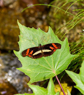 Angle-winged Telesiphe, Putumayo, Colombia https://www.jungledragon.com/image/74291/angle-winged_telesiphe_-_side_view_putumayo_colombia.html
https://www.jungledragon.com/image/74290/angle-winged_telesiphe_-_side_view_closeup_putumayo_colombia.html Angle-winged Telesiphe,Colombia,Colombia 2018,Colombia South,Mocoa,Podotricha telesiphe,Putumayo,South America,World
