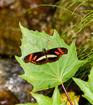 Angle-winged Telesiphe, Putumayo, Colombia https://www.jungledragon.com/image/74291/angle-winged_telesiphe_-_side_view_putumayo_colombia.html<br />
https://www.jungledragon.com/image/74290/angle-winged_telesiphe_-_side_view_closeup_putumayo_colombia.html Angle-winged Telesiphe,Colombia,Colombia 2018,Colombia South,Mocoa,Podotricha telesiphe,Putumayo,South America,World